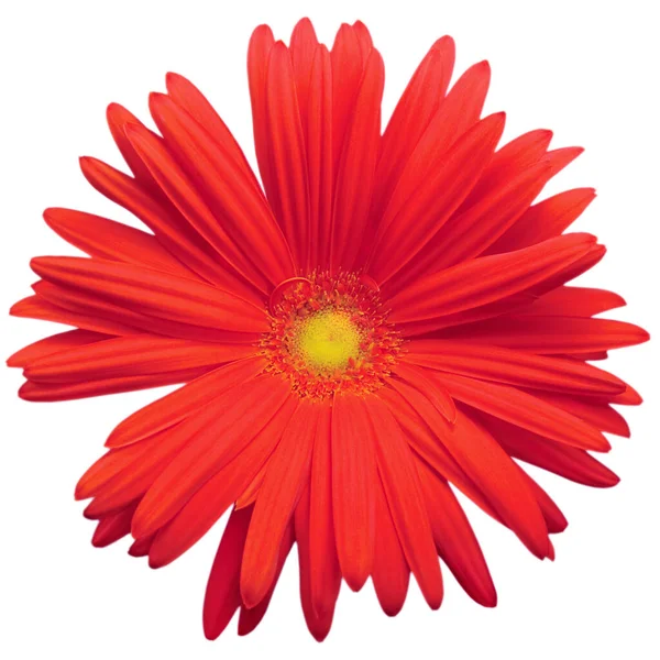 Rød Gerbera Daisy Blomst Fuld Flor Blomstrende Hoved Kronblade Top - Stock-foto