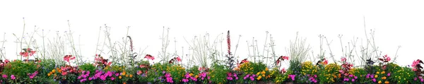 Fleurs Annuelles Panorama Fleuri Isolé Horizontal Grand Panoramique Floraison Cardinal — Photo