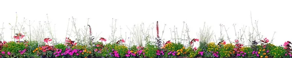 Flores Anuais Floração Panorama Isolado Horizontal Floração Panorâmica Cardeal Flower — Fotografia de Stock