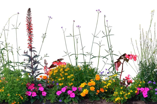 Årliga Blommor Rabatt Panorama Isolerade Horisontella Panoramablomning Kardinal Blomma Säng Stockfoto