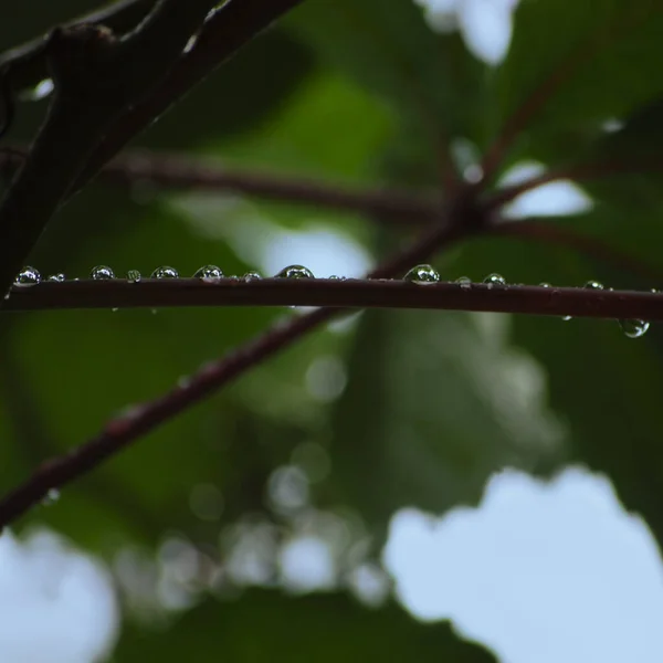 New Virginia Victoria Creeper Leaves Macro Closeup Early Summer Rain — 스톡 사진