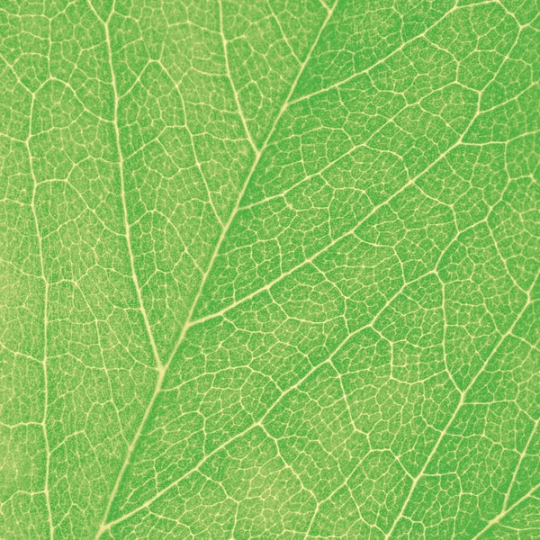 Green Leaf Macro Textured Closeup, Large Detailed Abstract Background Texture — Stock Photo, Image