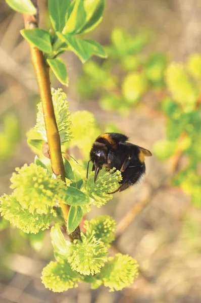 Bumblebee collecting nectar on flowering blooming blossoming pussy willow bush shrub flowers branch, humble-bee, large detailed vertical macro closeup — Stock Photo, Image