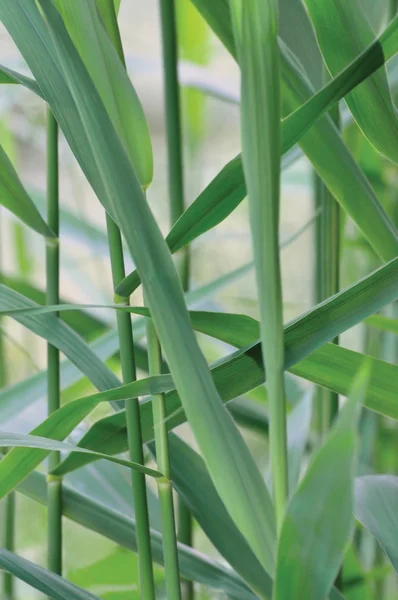 Běžné Reed rákos obecný list, Australis kavalerie. P. Communis Trin. ex Steud. Japonicus listí, trávy jako rostliny, velké detailní vertikální makro Closeup, jemný Bokeh — Stock fotografie