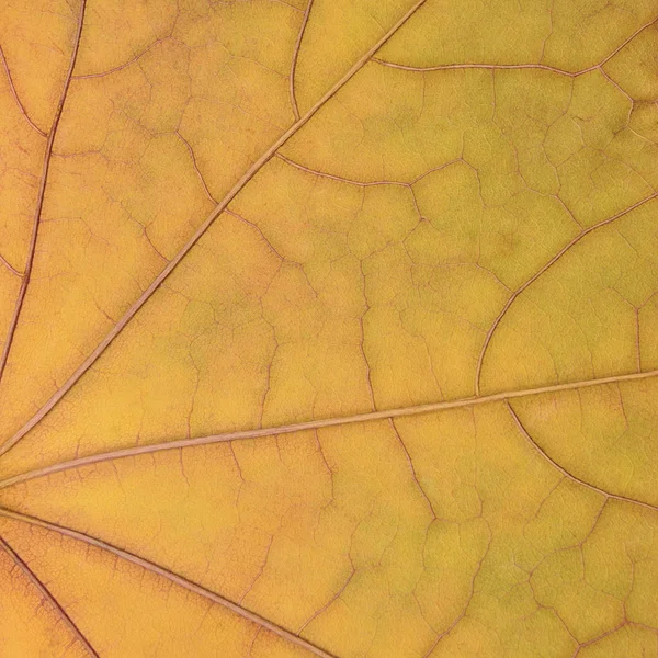 Caído dourado amarelo bordo folha textura padrão, outono outono outono grunge vintage herbário abstrato fundo, grande detalhada grungy texturizado vívido cópia espaço macro closeup — Fotografia de Stock