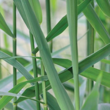 Ortak Reed kamış yaprak, Australis süvarileri s. Communis Trin. Steud Ex. Japonicus bırakır, ot gibi bitkiler, büyük detaylı dikey makro tatlı, nazik Bokeh