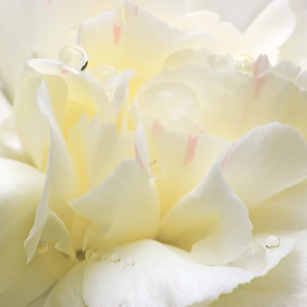 Soyut beyaz çiçek yaprakları, ayrıntılı makro Closeup, su çiy damlaları — Stok fotoğraf