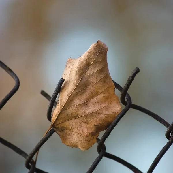 Fallen yellow autumn linden limetree leaf caught on rusty wire mesh fence, large detailed macro closeup, solitude concept metaphor, gentle bokeh — Stock Photo, Image