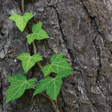 Tırmanma ortak Baltık Ivy kök, hedera helix L. var. baltica, taze yeni genç herdem yeşil sarmaşık yaprakları, büyük detaylı çam ağacı kabuğu doku arka plan, yeşil wintergreen odunsu asma yaprağı makro closeup, dokulu kopya alanı desen detay
