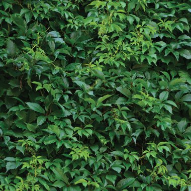 Yeni asması yaprakları, taze yaprak yeşil makro doku, yaz günü arka plan deseni ıslak, büyük detaylı Parthenocissus Quinquefolia beş yapraklı Ivy dokulu Closeup, oynanmaz Woody asma, hafif yağmur damlaları