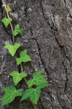 Tırmanma ortak Baltık Ivy kök, hedera helix L. var. baltica, taze yeni genç herdem yeşil sarmaşık yaprakları, büyük detaylı dikey çam ağacı kabuğu doku arka plan, yeşil wintergreen odunsu asma yaprağı makro closeup, dokulu kopya alanı desen detay