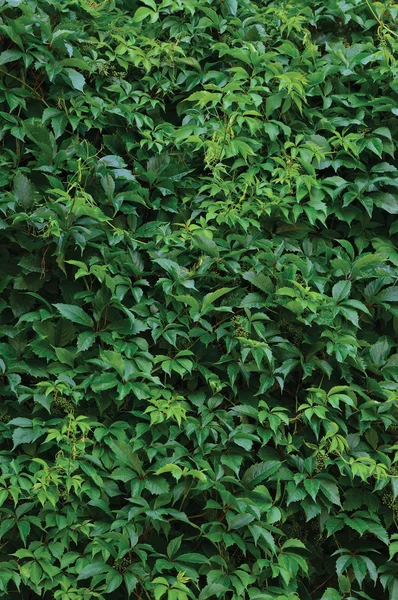 Νέα φύλλα αναρριχητικό φυτό της Βιρτζίνια, κάθετη φρέσκο υγρό πράσινο φύλλο υφή, μοτίβο φόντου καλοκαιρινή μέρα, μεγάλο λεπτομερή Parthenocissus Quinquefolia πέντε-με φύλλα κισσού υφή Closeup, πέντε δακτύλων Γούντι αμπέλου, απαλή σταγόνες της βροχής — Φωτογραφία Αρχείου