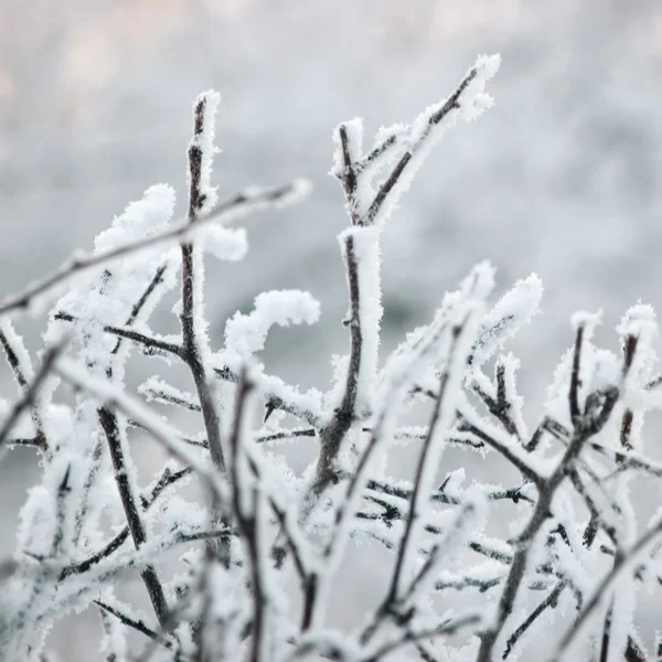 Branches et brindilles givrées enneigées, Grand macro-gros plan détaillé sur le givre, Détail doux du bokeh, Gel blanc et fond de neige, Fond bleu clé — Photo