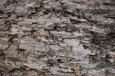 Doğal gri takımları kahverengi kesilmiş ağaç güdük doku yıpranmış, hasarlı hurdalığın gri kereste zemin ahşap makro Closeup büyük yatay ayrıntılı yaralı, koyu siyah dokulu ahşap pıtırtı kırık