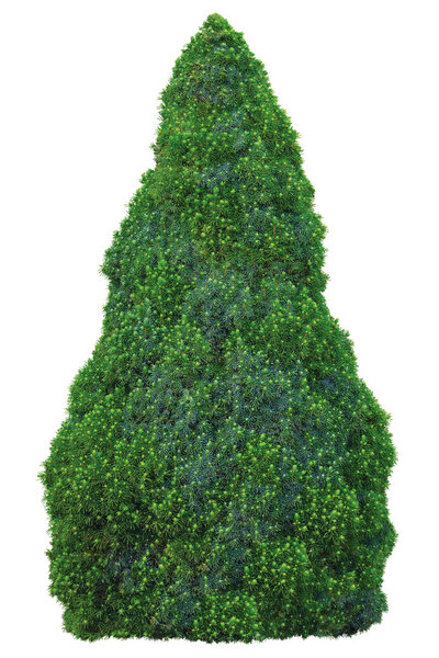 Pine family Pinaceae Picea Glauca (Moench) Voss 'Sander' s Blue '' 'Conica' Spruce Tree, Young Sapling, Large Detailed Isolated Closeup, aka White, Canadian, Skunk, Cat, Black Hills, Western, Alberta, Porsild, evergreen conical shrubby blue-green, green

