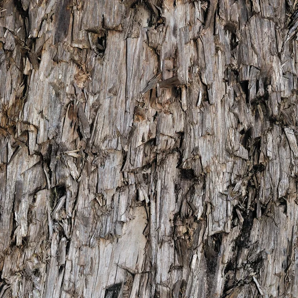 Textura gris envejecida natural del muñón del árbol del corte de Taupe marrón, grande vertical detallada herida dañada vandalizada gris madera fondo madera Macro primer plano, oscuro negro textura agrietada madera patrón — Foto de Stock