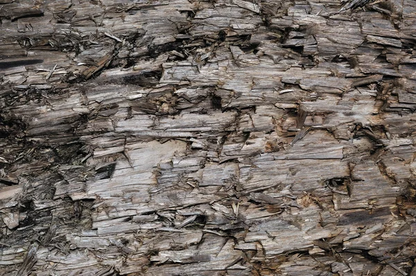 Natürliche verwitterte graue taupe braun geschnittene Baumstammstruktur, große horizontale detaillierte verwundete beschädigte graue Hölzer Hintergrund Holz-Makro-Nahaufnahme, dunkelschwarze strukturierte rissige Holzmuster — Stockfoto