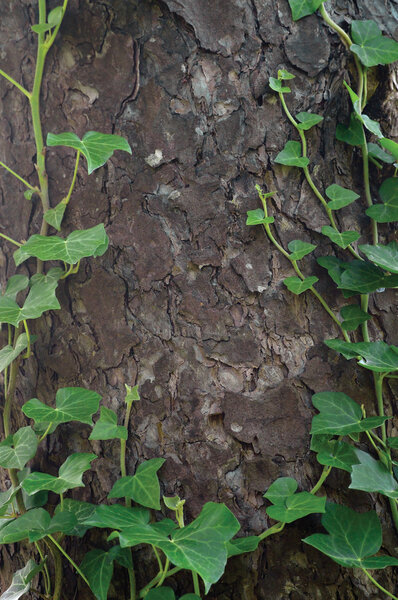 Climbing common Baltic ivy stems, hedera helix L. var. baltica, fresh new young evergreen creeper leaves, large detailed vertical pine tree bark texture background, green wintergreen woody vine leaf macro closeup, textured copy space pattern detail