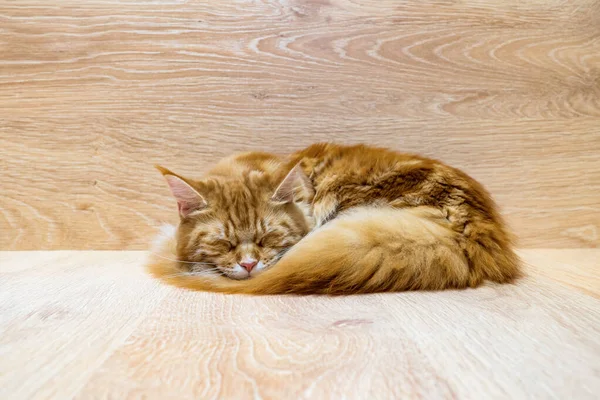 Giovane Gatto Rosso Del Maine Coon Razza Dormire Sfondo Legno — Foto Stock