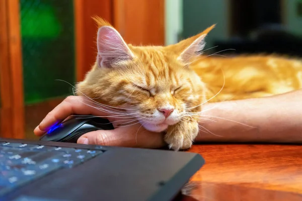 Red Cat Maine Coon Breed Sleeping Human Hand Computer Mouse — Stock Photo, Image