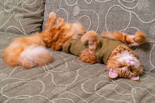 Giovane Gatto Rosso Razza Maine Coon Benda Post Operatoria Sdraiato — Foto Stock