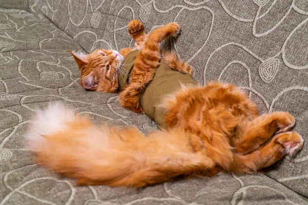 手術後の包帯でメイン クーンの若い赤い猫が腹を立ててソファの上に寝そべっている 手術後の回復期間 ペットの去勢と殺菌 槍の日の概念 — ストック写真