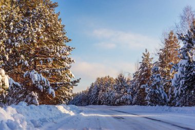 Çam ormanları ve kır yollarının kardan sonraki güneşli günlerde güneşli beyaz karlarla kaplı olduğu resmedilmiş kış manzarası. Şaşırtıcı kış doğası, güzel doğal arka plan..