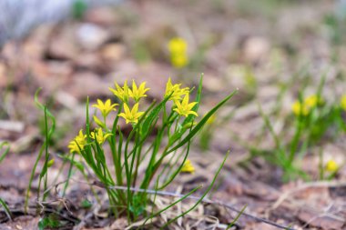 Kaz soğanı ya da Gagea minima ya da Beytüllahim yıldız bitkisi Avrupa ormanlarında bahar başlarında çiçek açar. Bahar bahçesinde küçük sarı çiçekler. Güzel doğal arka plan, kopyalama alanı. Seçici odak