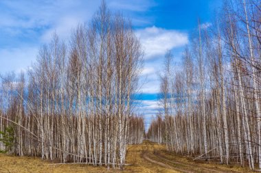 Kırsal yol boyunca yapraksız huş ağaçlarının olduğu resimli bir bahar manzarası. Baharın başlarında mavi gökyüzüne karşı taze huş ağaçları. İnanılmaz bir Rus doğası, doğal bir geçmişi var. İlkbahar konsepti