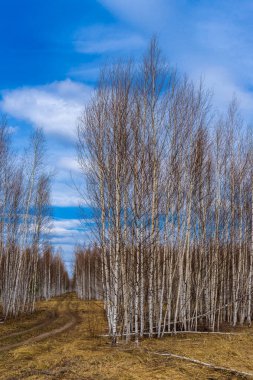 Kırsal yol boyunca yapraksız huş ağaçlarının olduğu resimli bir bahar manzarası. Baharın başlarında mavi gökyüzüne karşı taze huş ağaçları. İnanılmaz bir Rus doğası, doğal bir geçmişi var. İlkbahar konsepti