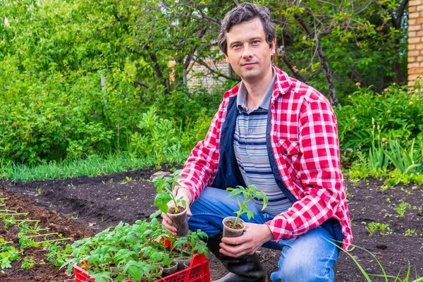 Boer Man Transplanteren Tomaat Zaailingen Volle Grond Tegen Groene Tuin — Stockfoto