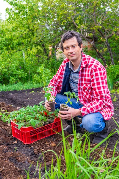 Boer Man Transplanteren Tomaat Zaailingen Volle Grond Tegen Groene Tuin — Stockfoto