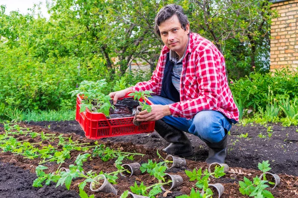Rolnik Przeszczepiający Sadzonki Pomidorów Otwartym Terenie Przeciwko Zielonemu Ogrodowi Domowi — Zdjęcie stockowe