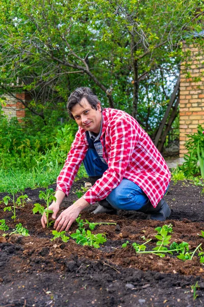 Rolnik Przeszczepiający Sadzonki Pomidorów Otwartym Terenie Przeciwko Zielonemu Ogrodowi Domowi — Zdjęcie stockowe