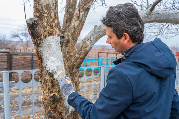 Witwassen Van Fruitbomen Voorjaarstuin Menselijke Handen Handschoenen Met Borstel Whitewash — Stockfoto