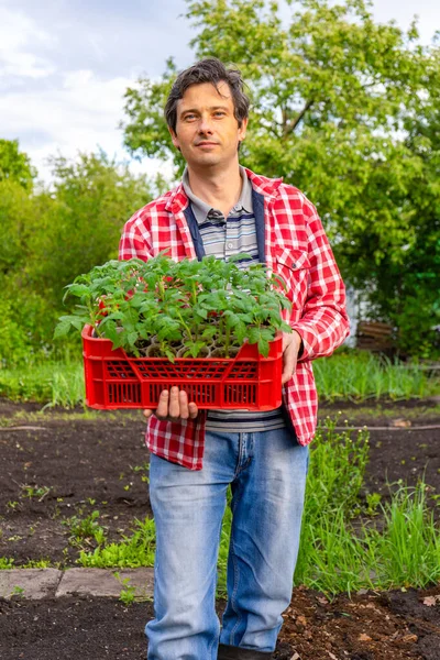 Ein Bauer Kariertem Hemd Und Jeans Mit Einer Schachtel Tomatensetzlinge Stockbild
