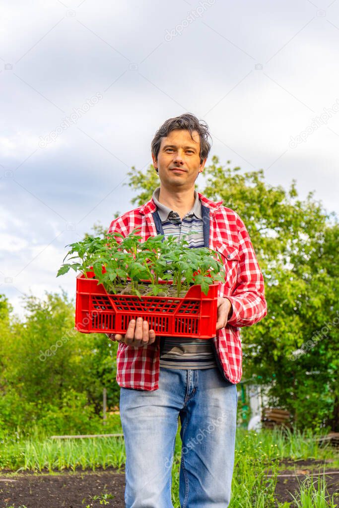Farmer man in a checked shirt and jeans with box of tomato seedlings standing against green garden in spring evening at sunset. Planting seedlings in kitchen garden, gardening, russian dacha concept.