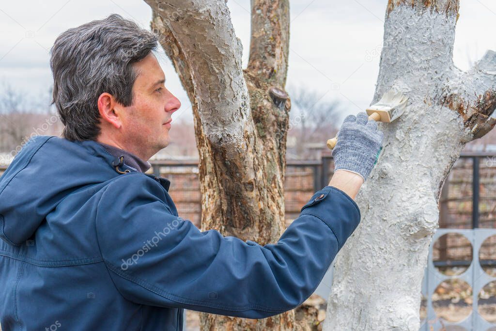 Whitewashing of fruit trees in spring garden. Human hands in gloves holding brush and whitewash bucket close-up. Man gardener whitening trunk of apple tree. Spring work in garden, gardening concept.