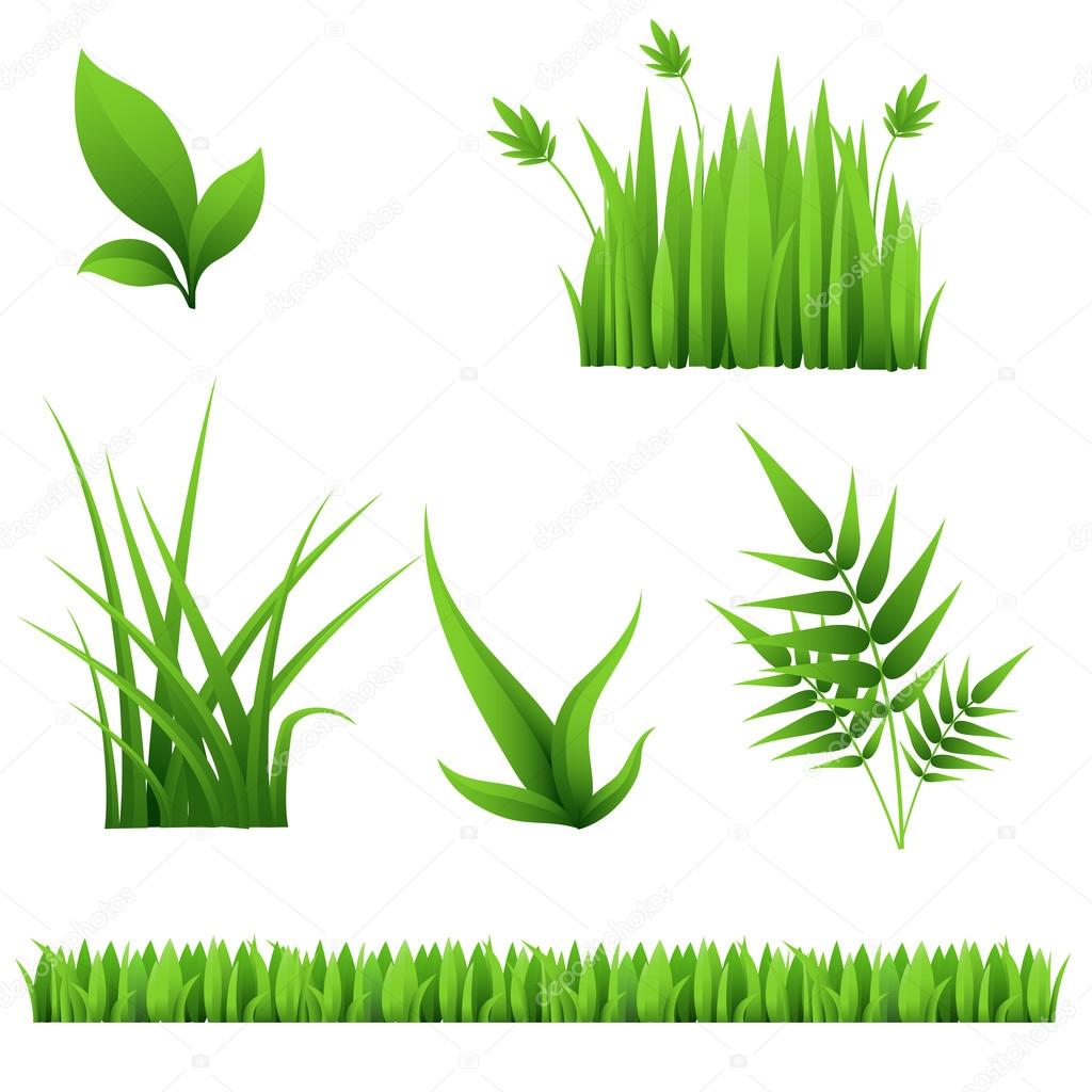 different grass and leaves isolated on white background