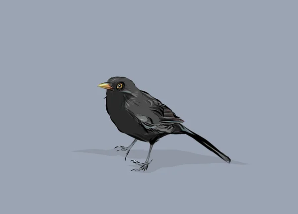 Blackbird — стокове фото