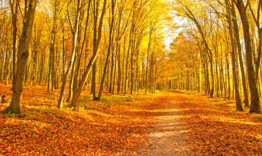 Ormandaki altın canlı sonbahar