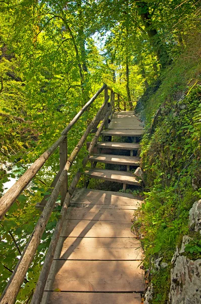 Floresta verde e caminho no dia — Fotografia de Stock