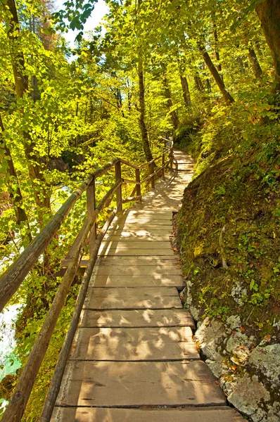 Floresta verde e caminho no dia — Fotografia de Stock