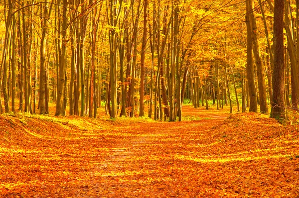 Golden vivid autumn in forest — Stock Photo, Image