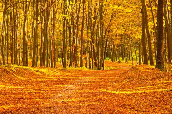 Autunno vivido dorato nella foresta — Foto Stock