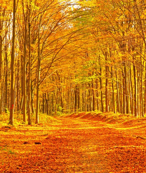 Golden vivid autumn in forest Royalty Free Stock Images