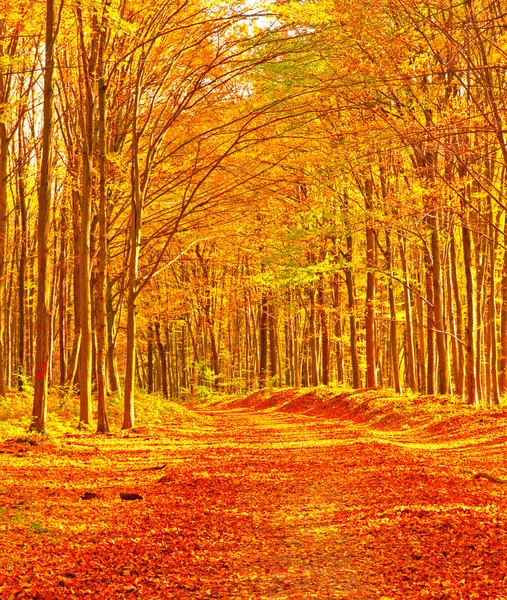 Golden vivid autumn in forest Royalty Free Stock Photos