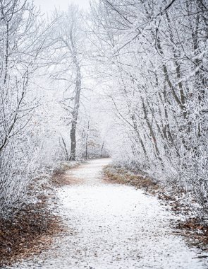 Karla kaplı ormandaki güzel kış manzarası