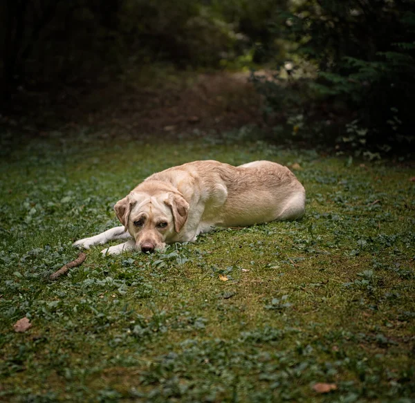 Chien Labrador Dans Forêt — Photo