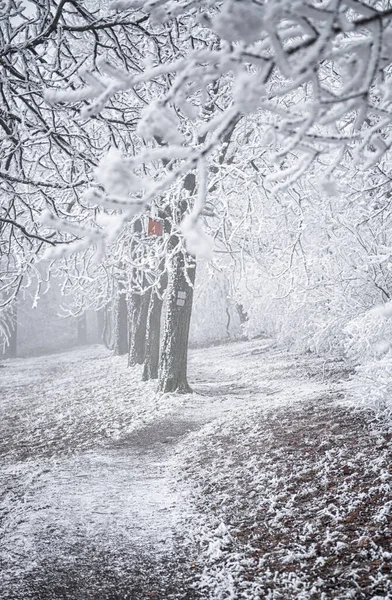 Nice winter scene in the forest covered with snow